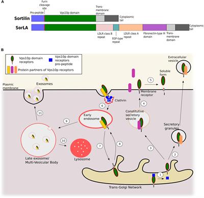 Regulatory Roles of Sortilin and SorLA in Immune-Related Processes